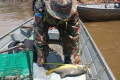 Piracema termina e pesca está liberada em rios de Mato Grosso do Sul