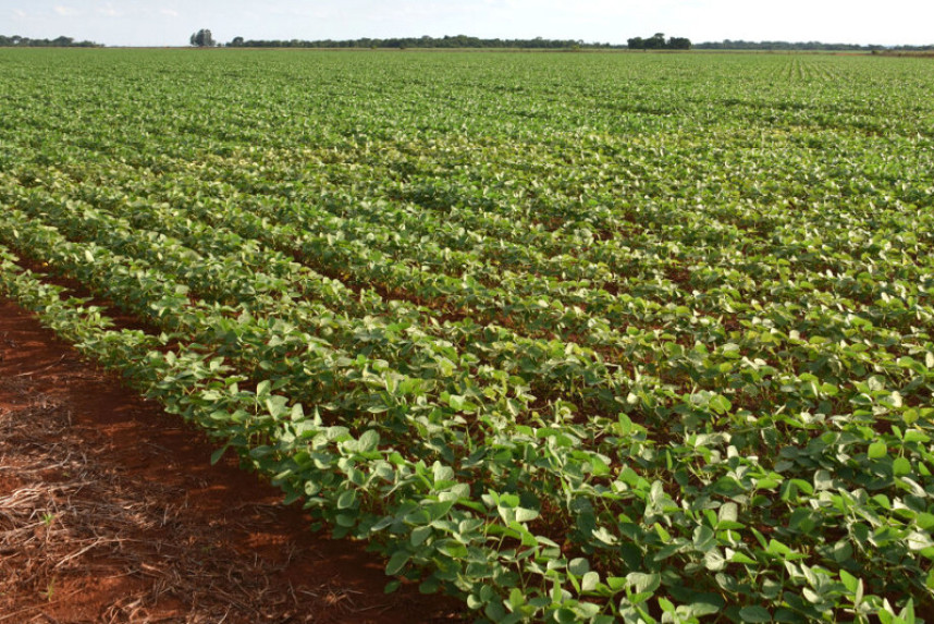 Expansão da soja coloca MS entre os destaques da safra brasileira