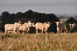 Arroba atinge R$ 338 após alta de 10% e China pode impulsionar novos aumentos