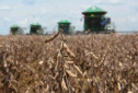 Contratação de seguro agrícola em MS cai quase pela metade