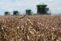 Contratação de seguro agrícola em MS cai quase pela metade