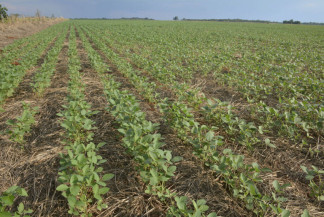 Falta de chuvas derruba projeção de supersafra de soja no Estado