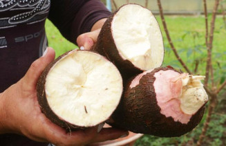 Embrapa leva conhecimentos e tecnologias à Feira Internacional da Mandioca