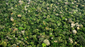 Investimentos verdes no Brasil podem alcançar R$ 6 bilhões