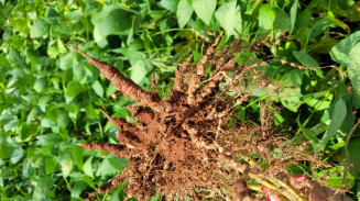 Retorno do La Niña deve aumentar proliferação de nematoides na soja