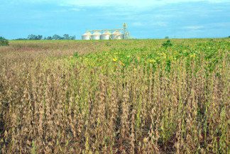 China aproveita preço baixo e exportações de soja de MS disparam