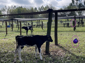 Interação e oferta de objetos para bezerros leiteiros podem ajudar a reduzir estresse da desmama