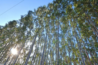 Paper Excellence pode trazer nova fábrica de celulose de R$ 20 bilhões para MS