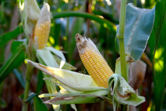 Quebra da safra de milho em MS é estimada em R$ 2,292 bilhões