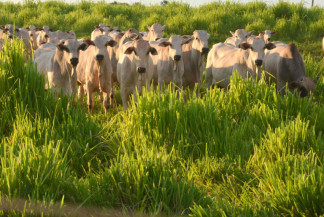 Arroba do boi recua 14,5% e seca deve pressionar mais os preços em MS