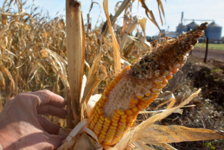 Seguro rural cresce em MS, que é o 7º no ranking nacional, com 76 mil apólices