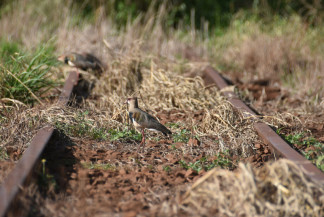 Após 30 anos, ANTT "redescobre" ramal de Ponta Porã da Malha Oeste