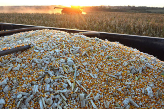 Aumento da saca do milho impacta custo de produção e preço dos ovos