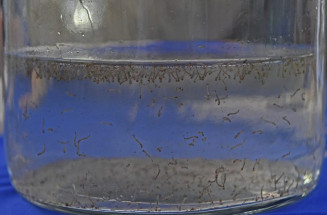 Período chuvoso acende alerta: além da dengue, chikungunya também exige atenção