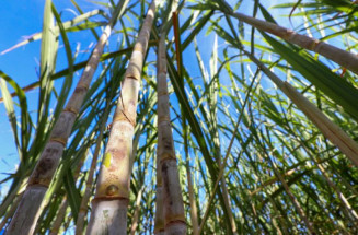 MS tem produção recorde de etanol e avança na descarbonização do setor bioenergético