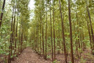 Estado deve assumir a liderança nacional na produção de eucalipto