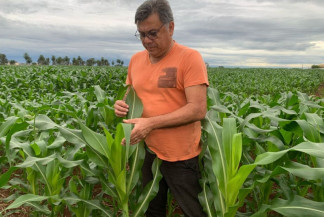 Problemas atingem quase 70% da safra de milho no sul de MS