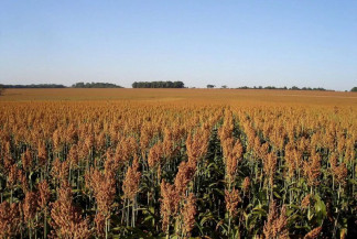 Sorgo ganha protagonismo em MS e produção quase dobra em um ano