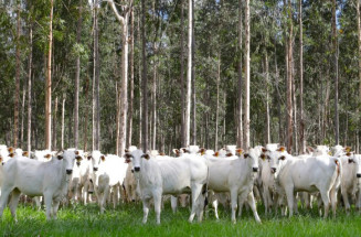 Com área livre de aftosa, trânsito de bovinos de MS para todo o território nacional está liberado
