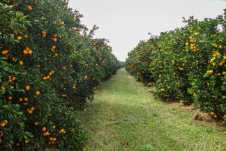 Citricultura avança e MS caminha para 30 mil hectares de laranjais