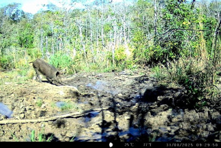 Javalis colocam em risco águas cristalinas de Bonito