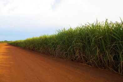 Produção de cana-de-açúcar em MS cresce e deve ultrapassar 52 mil toneladas