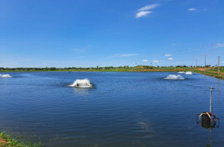 Piscicultura de MS deve produzir 50 mil toneladas neste ano