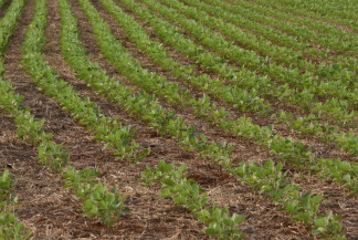 Estado vê triplicar a adesão de produtores ao seguro rural